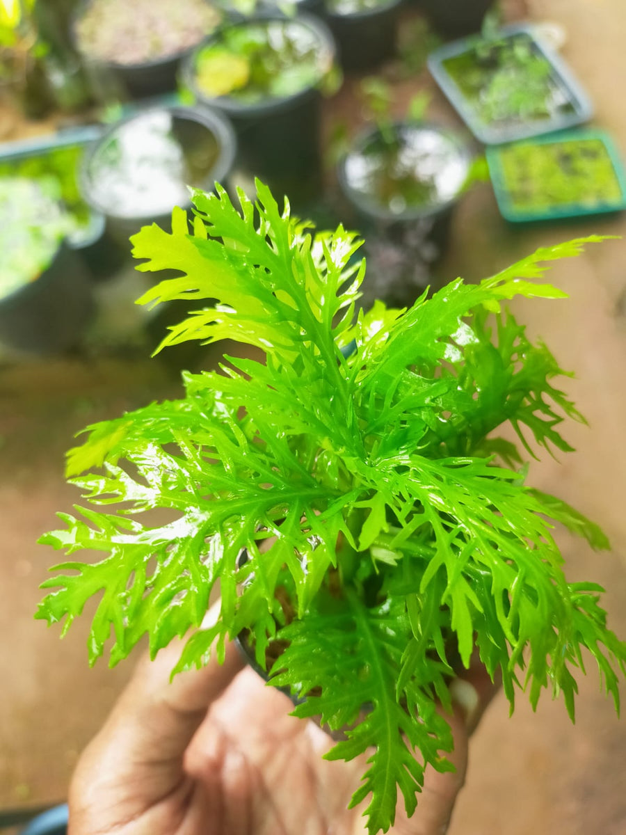 Hygrophila Difformis Aquatic Plant Aquariums-PIRO001HD – www.soosi.co.in