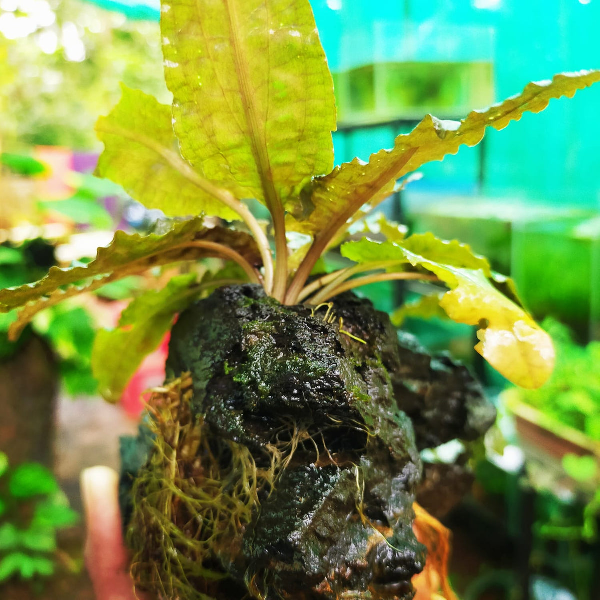 Set Piante Acquatiche AquaOne Cryptocoryne | 3 Varietà Per Acquario, Ideali Per Pesci Persici