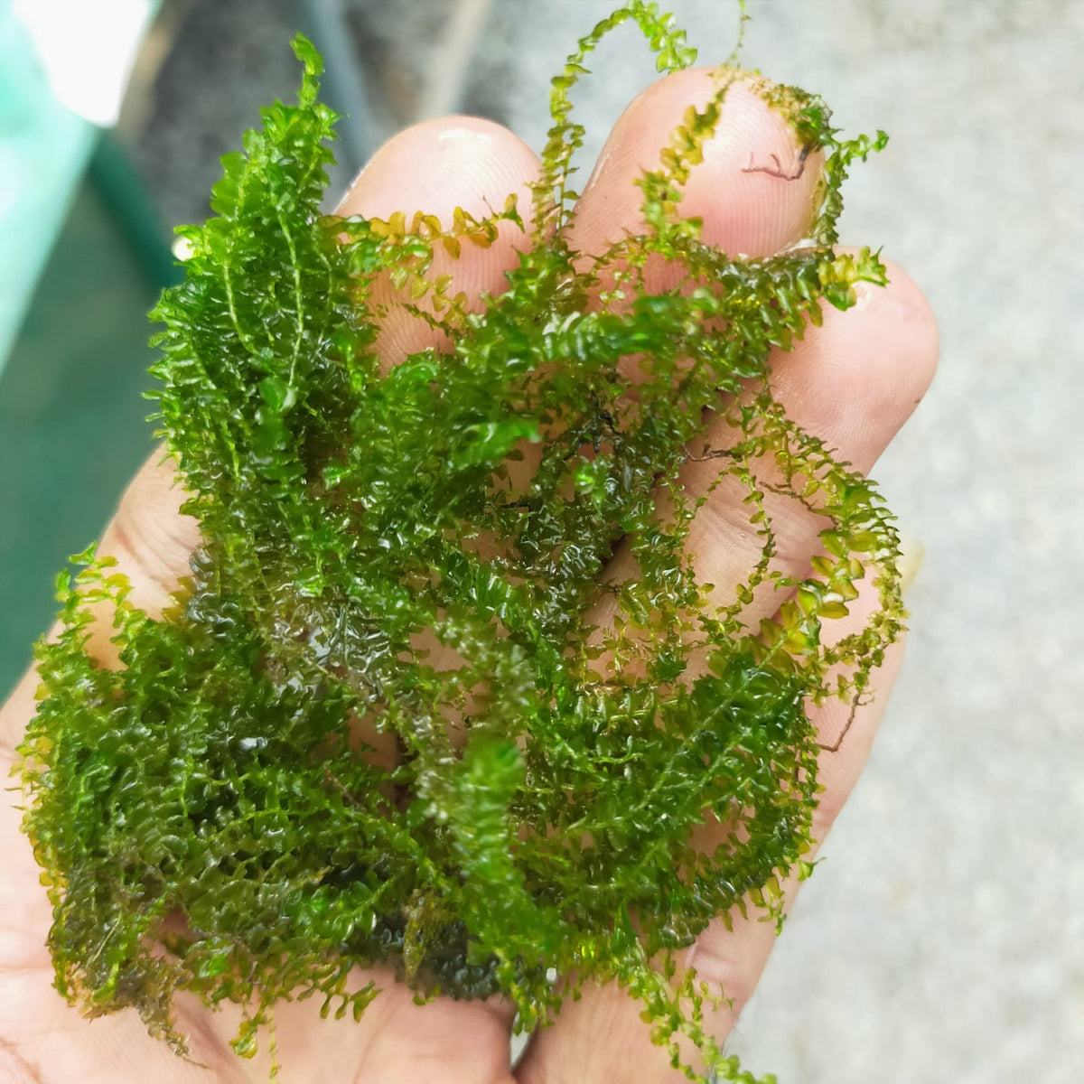 jade plant in aquarium Jade Lotus Moss Aquatic Plant Aquariums-PIRO001LM – www.soosi.co.in