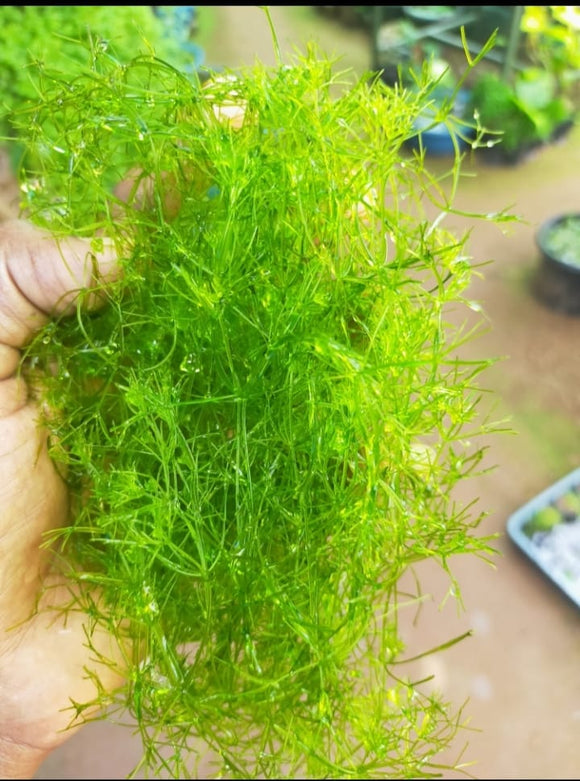 Nitella Green  Aquatic Plant For Aquariums-PIRO001N
