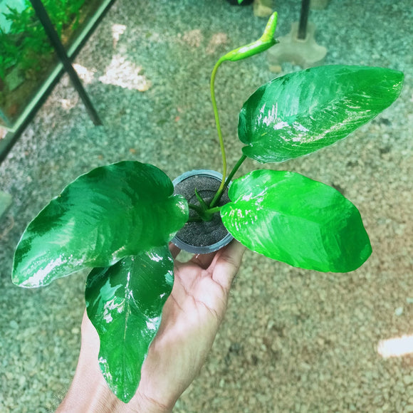 Anubias nana Big leaf.  Aquatic Plant for Aquariums-PIRO001ANB