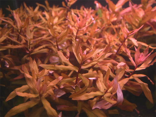 THE RED AMANIA SMALL AQUATIC PLANT FOR AQUARIUM-GMRAS001