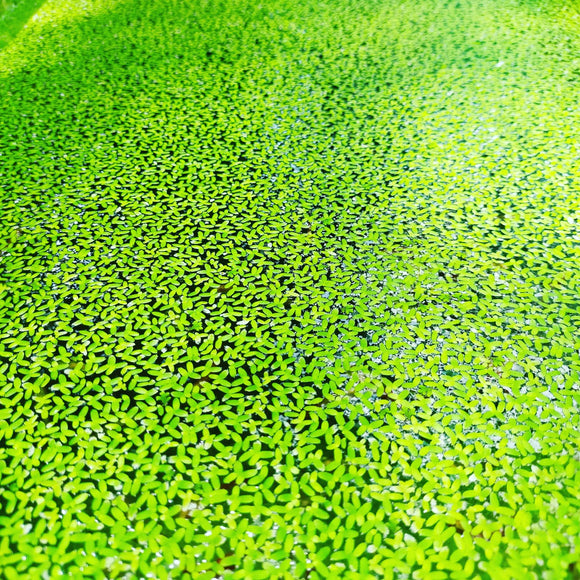 Duck  Weed  Aquatic Pond  Plant for Ponds -PIRO001DW