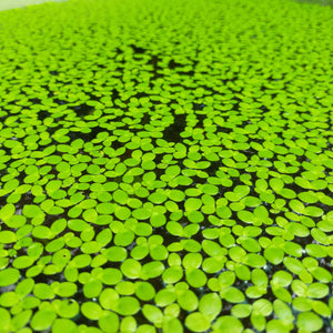 Giant Weed  Aquatic Pond  Plant for Ponds -PIRO001GW
