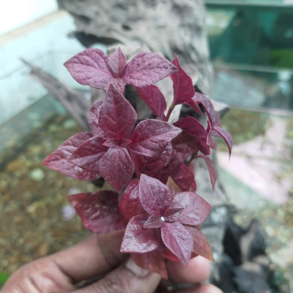 Hemigraphis sp pink. Aquatic Plant for your  Aquariums-PIRO001JS