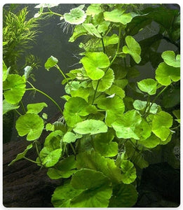 Hydrocotyle lucosiphala  Aquarium Plants-PIHL001