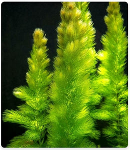 Ceratophyllum Demersum 'Foxtail' Aquarium Plant-PIFT001