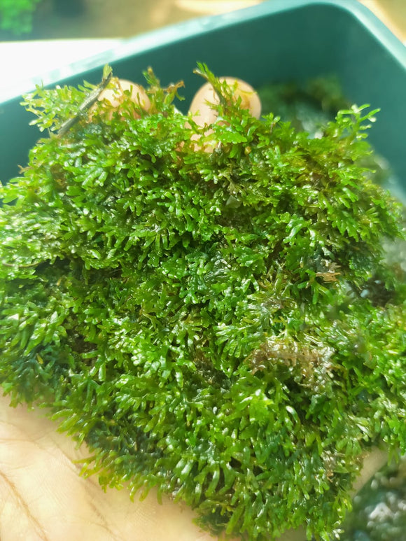 Riccardia multifida