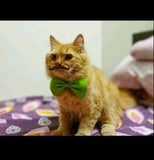 Accessorise your pets with these set of 4 cute bow ties!