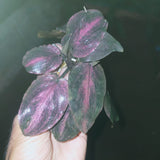 Legnandra bleeding red Aquatic Plant for Aquariums-PIRO001LBR