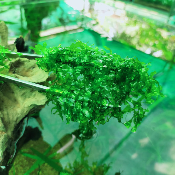 Peelia Moss  Green  Aquatic Plant For Aquariums-PIRO001PM