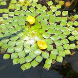Mosaic Plant (Ludwigia sedioides) Aquarium Plant-PIMAP001