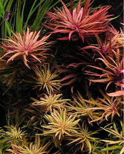 Limnophila aromatica Aquatic Plants-PAL001