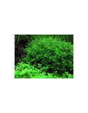 GREEN PELIA MOSS AQUARIUM PLANT-PIGM001
