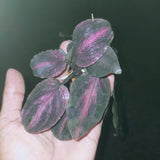 Legnandra bleeding red Aquatic Plant for Aquariums-PIRO001LBR